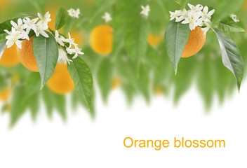 Obraz premium Orange blossom