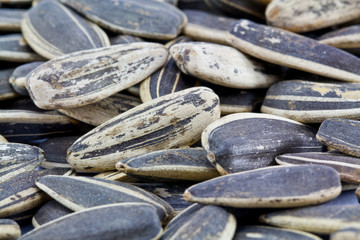 Close up sun flower beans