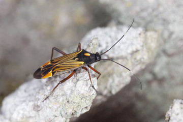 Plantbug, Miris striatus on oak, extreme close-up