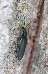 Beetle, Ischnomera spieces