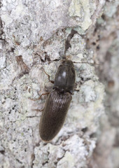 Click beetle on wood, macro photo