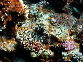 Fototapeta na wymiar ryba ogień w koralu