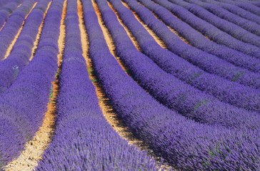 Fototapeta na wymiar Lavendelfeld - lavender field 78