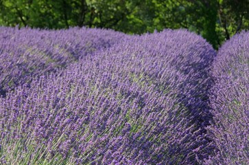 Fototapeta na wymiar Lavendelfeld - lavender field 80