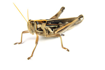 Grasshopper