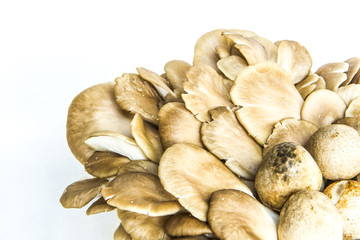 fresh mushroom