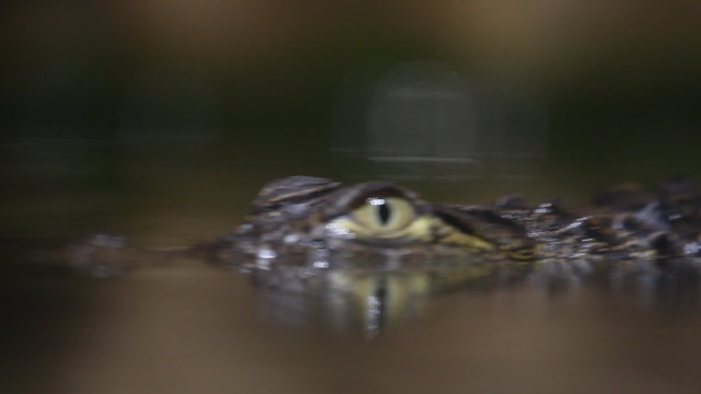 Small crocodile swims in the water