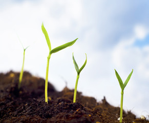 sprouts