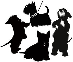 dog Scotch-Terje animal isolated