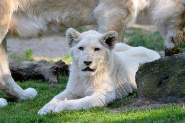 Closeup of rare white lion cub (Panthera leo) lying on grass
