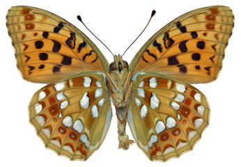 Naklejka premium Isolated High Brown Fritillary butterfly seen from below