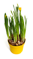 narcissus flowers in a pot