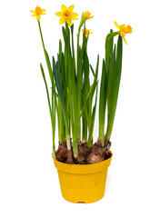 narcissus flowers in a pot