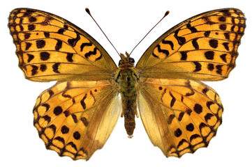 Naklejka premium Isolated High Brown Fritillary butterfly