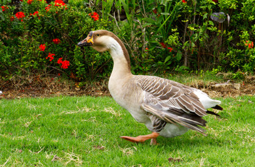 gray-goose © Swetlana Wall