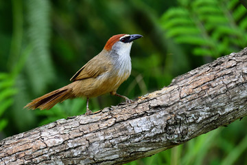 Chestnut-capped Babbler