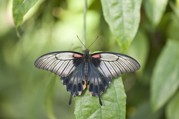 Asian Swallowtail butterfly