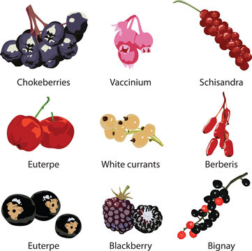 set of different berries