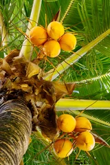   Kokospalme mit Kokosnüssen.  © Swetlana Wall