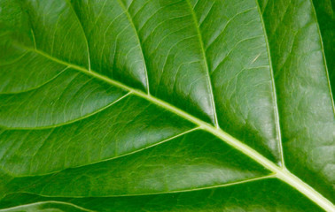 Fototapeta na wymiar Bliska, z liści roślin tropikalnych.