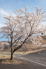 Fototapeta na wymiar 桜の木