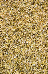 Yellow Rice peel after harvest and hull