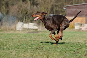 Dobermann