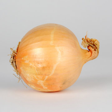 Oignon