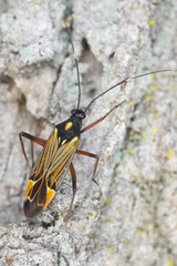 Plantbug, Miris striatus on oak, extreme close-up