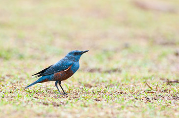 blue rock - thrush on nature background