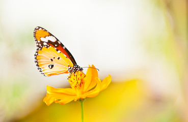Fototapeta premium plain tiger butterfly close up