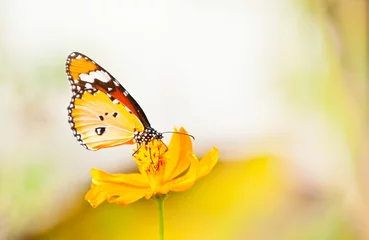 Crédence de cuisine en verre imprimé Papillon papillon tigre simple gros plan
