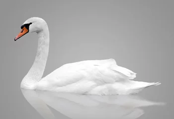 Deurstickers White swan floats in water © ghoststone
