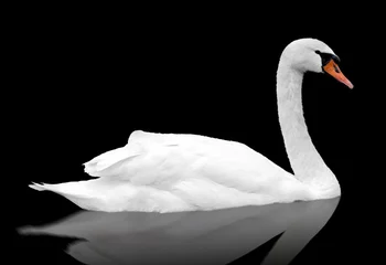 Gartenposter White swan floats in water. © ghoststone