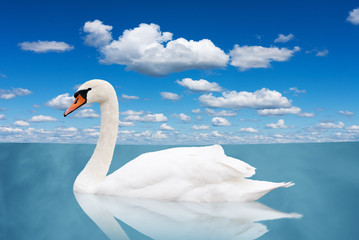 White swan floats in water.