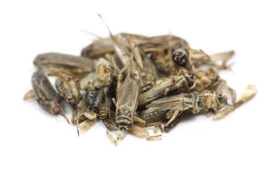 insectes comestibles