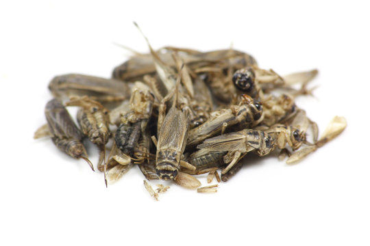 insectes comestibles