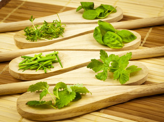 Variety of herbs on wooden spoons