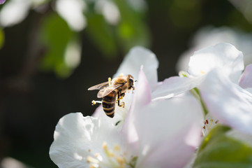 bee in the blossom