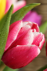 Tulipe rose avec des goutes d'eau gros plan