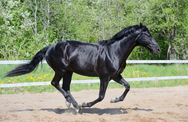 Black stallion of Russian riding breed in motion