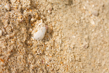 seashell with sand as background