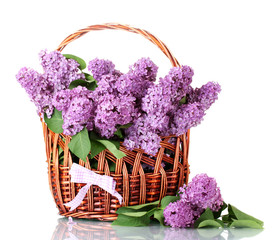 beautiful lilac flowers in basket isolated on white