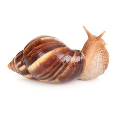 Big brown snail on white background, macro photo