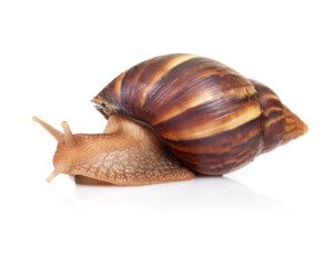 Big brown snail crawls on white background