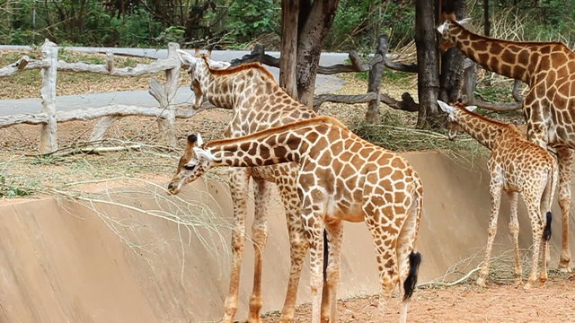 Giraffe eating twigs
