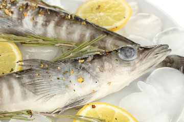 Frozen fishes in plate with ice isolated on white