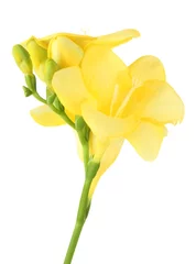 Foto op Plexiglas Yellow freesia flower, isolated on white © Africa Studio