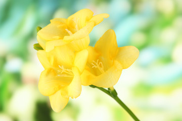 Yellow freesia flower, on green background