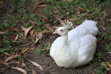White peacock sitting on dirt